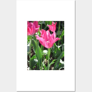 Pink Tulip Posters and Art